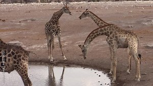 four southern giraffes at a waterhole in dry landscape,one bends over preparing to drink, giraffe reflections in water