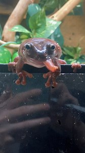 8.2K views · 518 reactions | #frog #frogs | Jessica's Animal Friends | Facebook