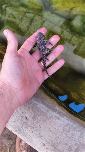 Goodbye algae