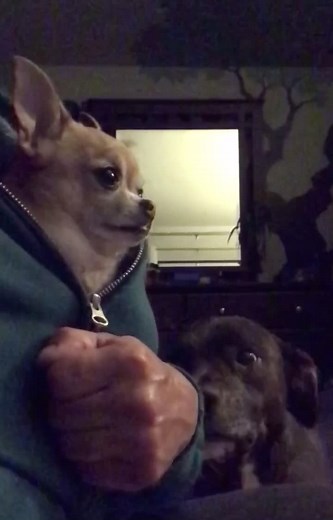 Pop goes the Angry Chi...#fyp #foryoupage #dogsoftiktok #chihuahua #petsoftiktok