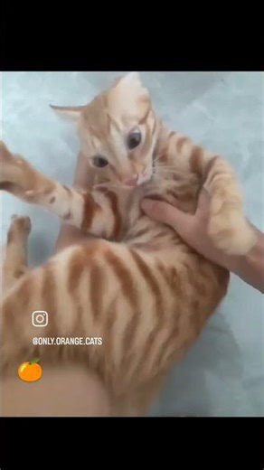 Funny jumping cat compilation 1 #FunnyCats #CatCompilation #funny #CatsBeingCats #cat #cute