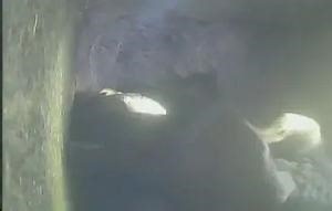 Nestlings receiving the predator-test phase (VIDEO)