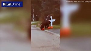 Couple spot a moose munching on pumpkins in Alaska neighborhood