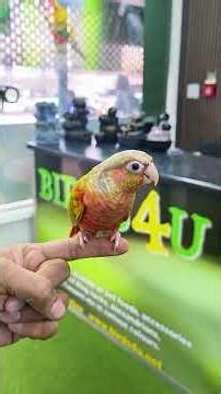 Pinapple Conure Fully Hand Tamed Available, for more information plz call on 07400944876