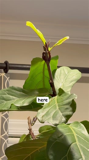 Get your fiddle leaf fig to grow