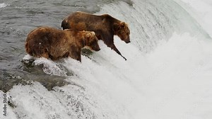 two grizzly bears fishing in river waterfall, one bear catches a salmon fish