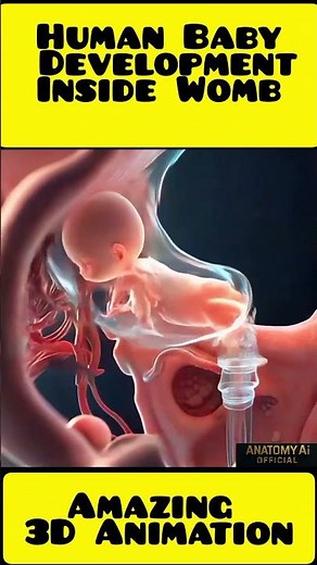 Human Baby Development Inside Womb | Amazing 3D Animation"