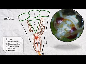 Das Insektenauge (Facettenauge)