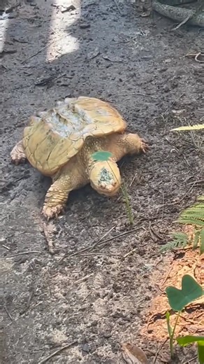 2.3K views · 35 reactions | Darla is on the move! ⚡️ Darla is a...