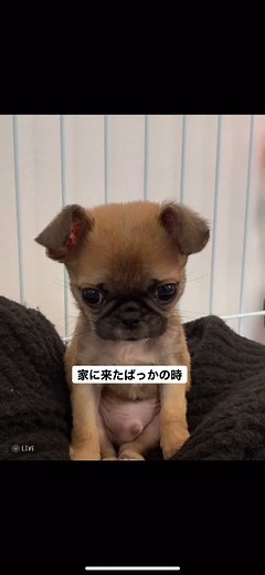 犬との暮らし〜成犬までの2年間