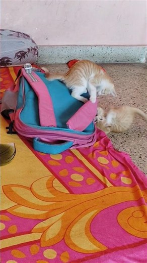 Cat playing video #cat #shorts #viral