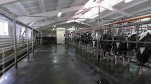Cow milking and mechanized milking equipment in the milking farm. row of cows being milked. Cow milking facility and mechanized milking equipment