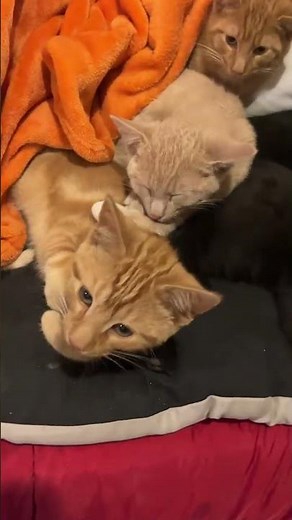 @uncgotthamunchies: #cat #catlover #kitty