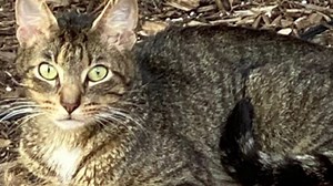 We now know how cats purr—why they purr is still up for debate