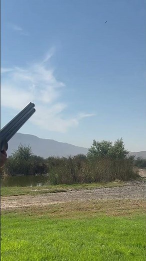 Pointer Acrius 12 Gauge O/U Case Colored