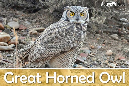Great Horned Owl Facts, Pictures & Info. Bird Guide: Bubo virginianus
