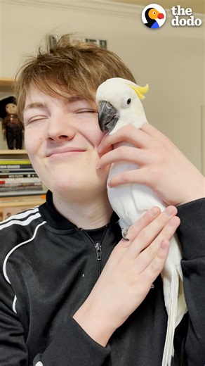 178K views · 10K reactions | Bird laughs like an evil villain chasing her family around the house  | The Dodo | Facebook