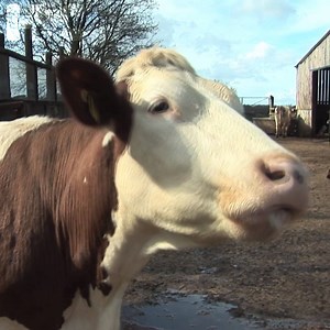 4.4K views | Catch the new series of Farming Sunday, talking to farmers and agri experts about current thinking and technologies in the industry. Playing back to back episodes from 12pm today on H&C TV. | Horse & Country TV | Facebook