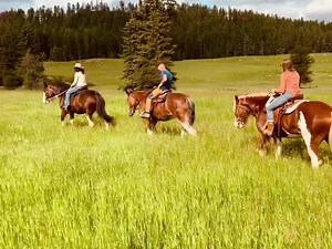 1.4K views · 71 reactions | The saddle is a place for dreaming when there's hours of trail ahead. -- Louis L'Amour  by Alec #whitefishmontana #clydesdaleoutpost #horsebackride #clydesdales | Clydesdale Outpost | Facebook