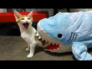 Los Gatos Dramáticos Que Merecen un Oscar 😹 Intenta No Reír con Perros y Gatos Divertidos