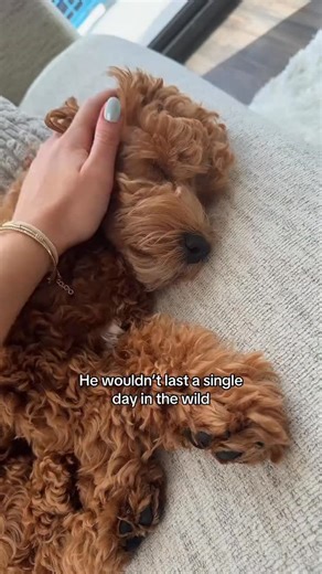 HOME OF LOVELY COMPANIONS on Instagram: "Emotional therapy and service Cavapoo and goldendoodle dogs for those with anxieties now available, we are specialist hobby breeders, we focus on connecting Emotional support animal for adorable families looking for one, contact us today and be happy to find your dream puppy, our cavapoo and goldendoodle ready for adoption, contact us for educative process. Hello everyone, I mean no harm to anyone but I created the schnauzer group as a place for us to sha