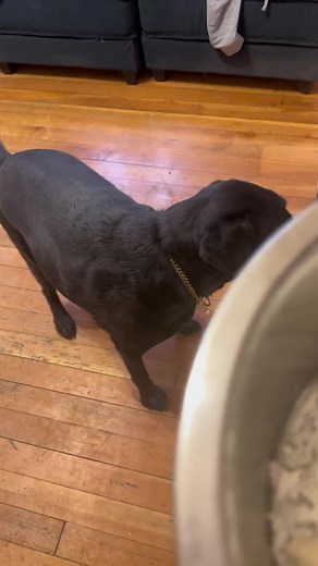 Goose the Labrador (@goosethelabrador)’s videos with original sound - Goose the Labrador