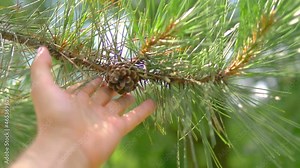 Touching conifer tree with a pine cone in 4k slow motion 60fps