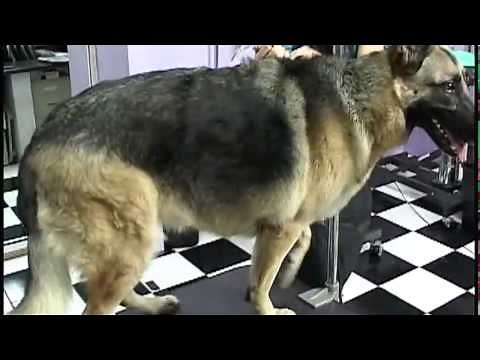 How to Groom a German Shepherd OnlineGroomingSchool.com