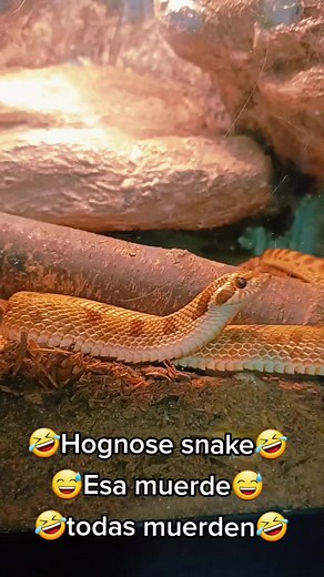 Hognose snake #naturecenter #newadd #snake #snakelover #snakelover🐍🐍 #snakes #hognose #hognosesnake
