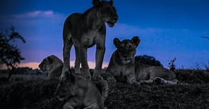 'Night On Earth': Release date, plot, cast, trailer and all you need to know about Netflix's docu-series