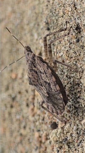 Stink Bug: More Than Just a Smell
