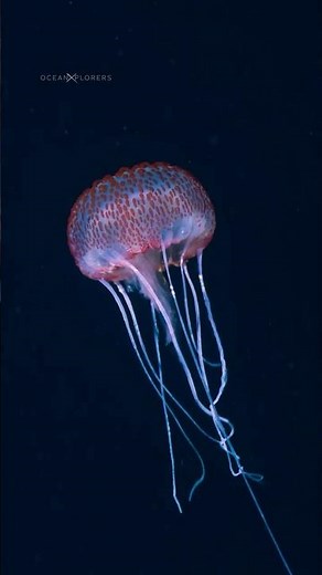 Drift along to the rhythm of the ocean 🌊 #OceanXplorers #Jellyfish