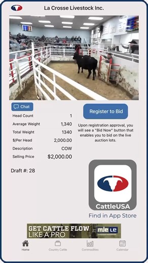 Cows selling live at auction today on CattleUSA, La Crosse Livestock Inc., KS - View / bid live online at CattleUSA.com or on CattleUSA app, available for download in App Store - Follow for more cattle market insights - #cattlemarket #bidatauction #truepricediscovery #kansascattle #cattleusa | Cattle USA Media