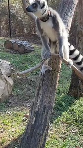 The ring-tailed lemur (Lemur catta) is a primate native to Madagascar. Known for its distinctive black and white ringed tail, this species is highly social and lives in groups called troops. Ring-tailed lemurs are primarily herbivorous, feeding on leaves, fruits, and flowers. They are also notable for their unique behaviors, such as sunbathing and their vocal communication, which includes a variety of calls. Unfortunately, they are currently threatened by habitat loss and are listed as endangere