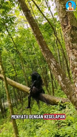 JANGAN COBA COBA SUKU MANTE #fypシ #trending #agriculture