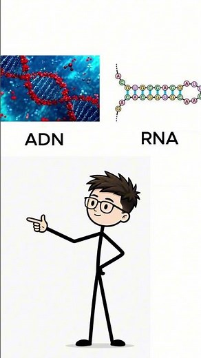 DNA vs RNA: What's the Difference? ⭐ #didyouknow #educationalvideo #learning