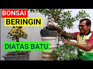 BONSAI BERINGIN ini tumbuh di BATU dan bergaya AIR TERJUN