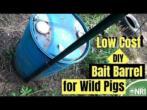Low Cost DIY Bait Barrel for Wild Pigs