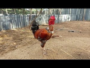 Next breeders and parent stock from my free-range chicken breeding program.