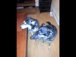 Siberian Husky and German Shepherd Howling with Smoke Alarm!