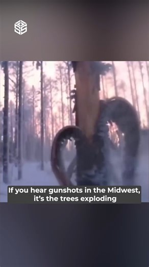Solid Source United States on Instagram: "Never seen before visuals of trees exploding. During extreme cold across parts of the Midwest, trees have been cracking and splitting apart due to rapid temperature drops. The phenomenon occurs when moisture inside the tree freezes and expands faster than the wood can adjust, causing sudden fractures that can sound like gunshots. Experts say these events, often referred to as frost cracking, are more likely during prolonged cold spells, especially after