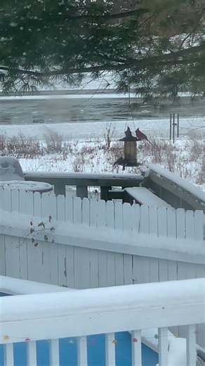 Los Pajaritos andan muy alegres ￼