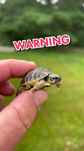 Tortoise with Dead Twin Attached - Nature's Cruelty Revealed