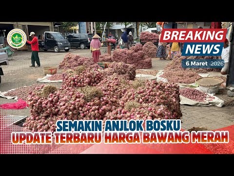 SEMAKIN ANJLOK BOSKU | INFO UPDATE HARGA BAWANG MERAH TERBARU
