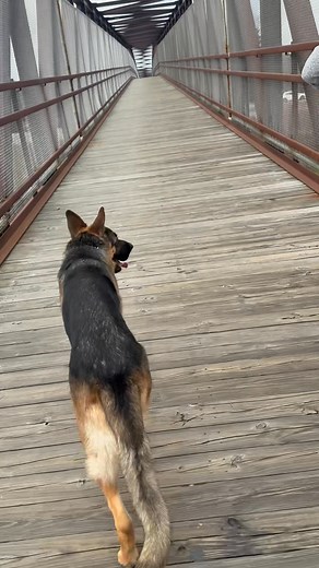 1.8K views · 39 reactions | Everyone wants their dog off-leash. I get...