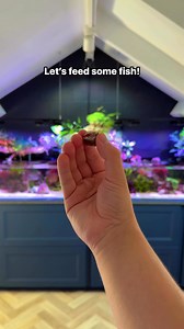 8.1K views · 53 reactions | Let’s feed some fish!  #aquarium #fishtank #reeftank #saltwateraquarium #saltwatertank | Danny's Aquariums | Facebook