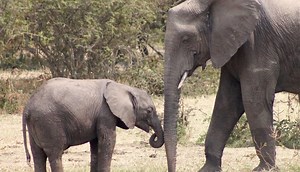 This United Nations Report reveals how many Species are at Risk of Extinction. | elephant journal