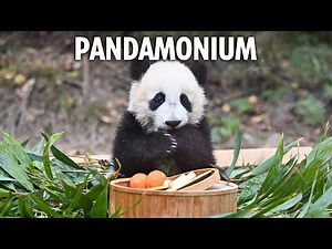 LIVE: Giant pandas Bao Li and Qing Bao make their public debut at Washington D.C. Zoo