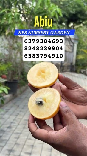 Abiu fruit airlayer plant 1.5 years yeild started Sweet tatse varities (Homegrown) plants online