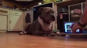 59K views · 4.2K reactions | Teaching a dog the "leave it" command...